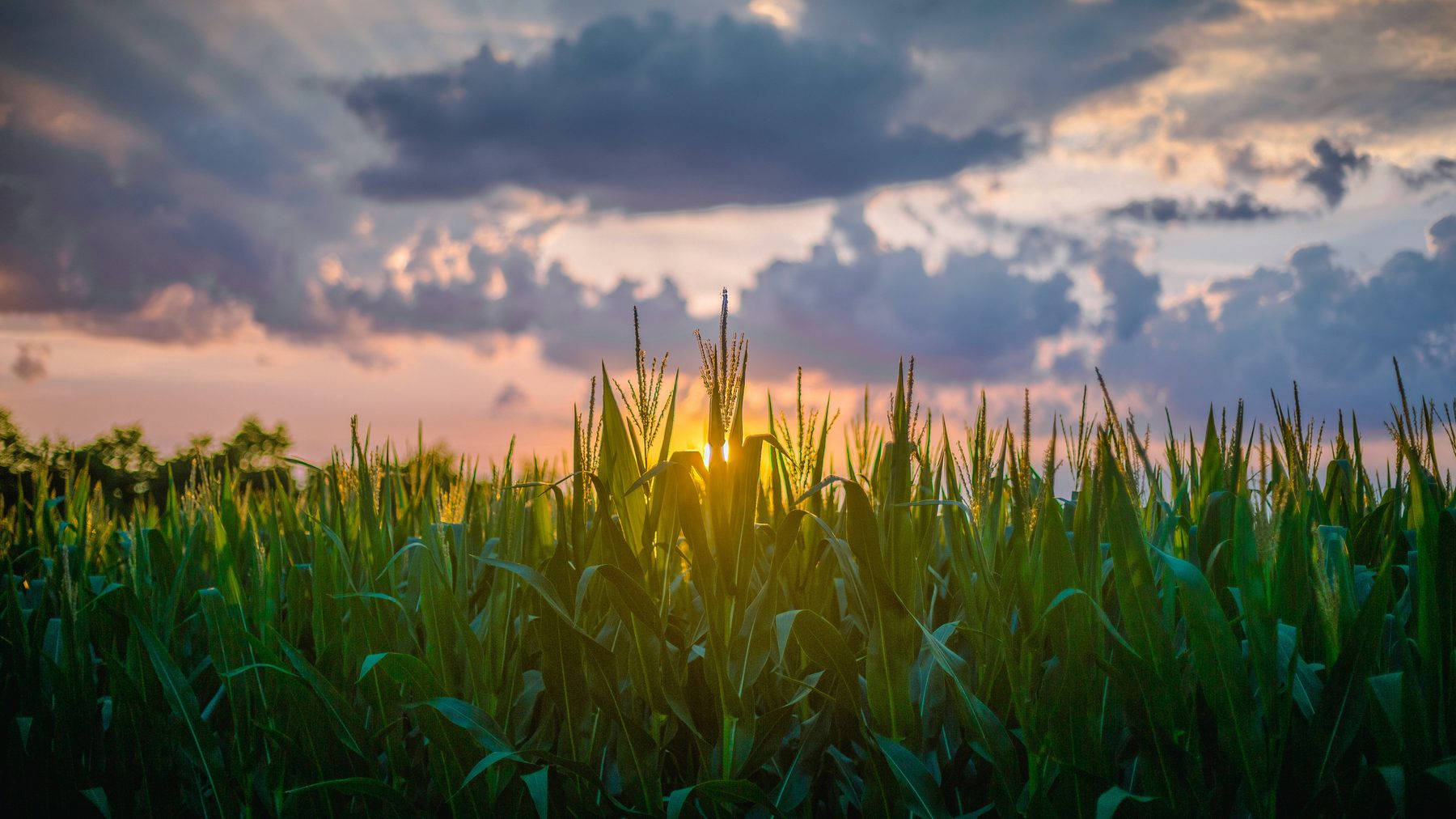 Corn field on productive farmland, the ground Damen Capital bridge finances