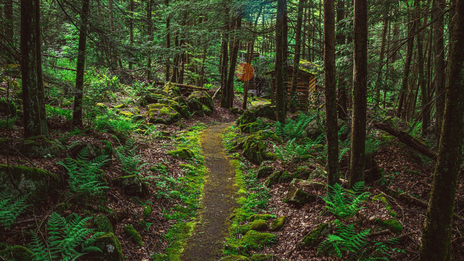 Wooded Kentucky acreage with hardwood and hemlock forest, land types financed by Damen Capital