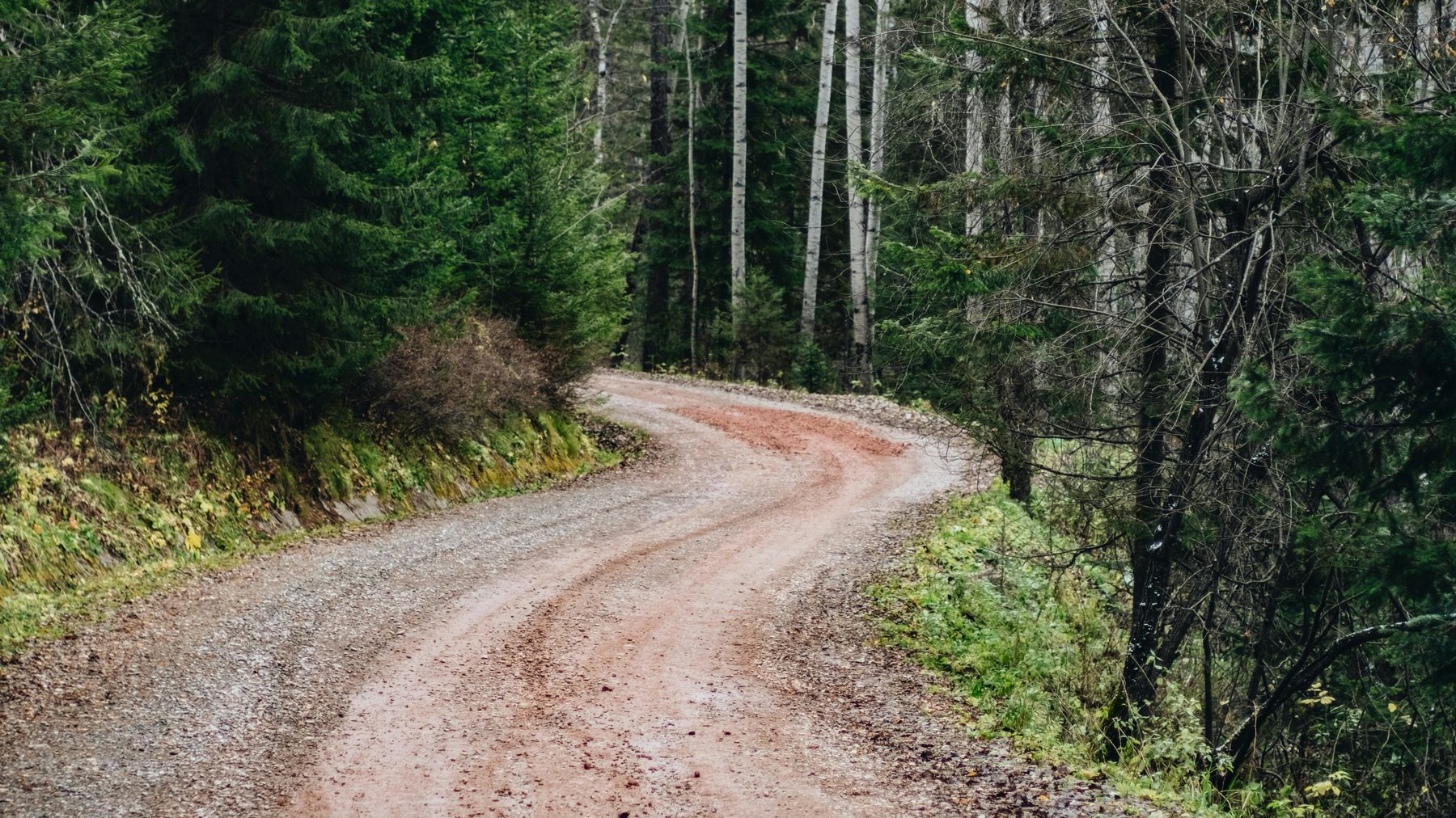 Gravel road through Minnesota north woods acreage with birch and spruce, land types financed by Damen Capital