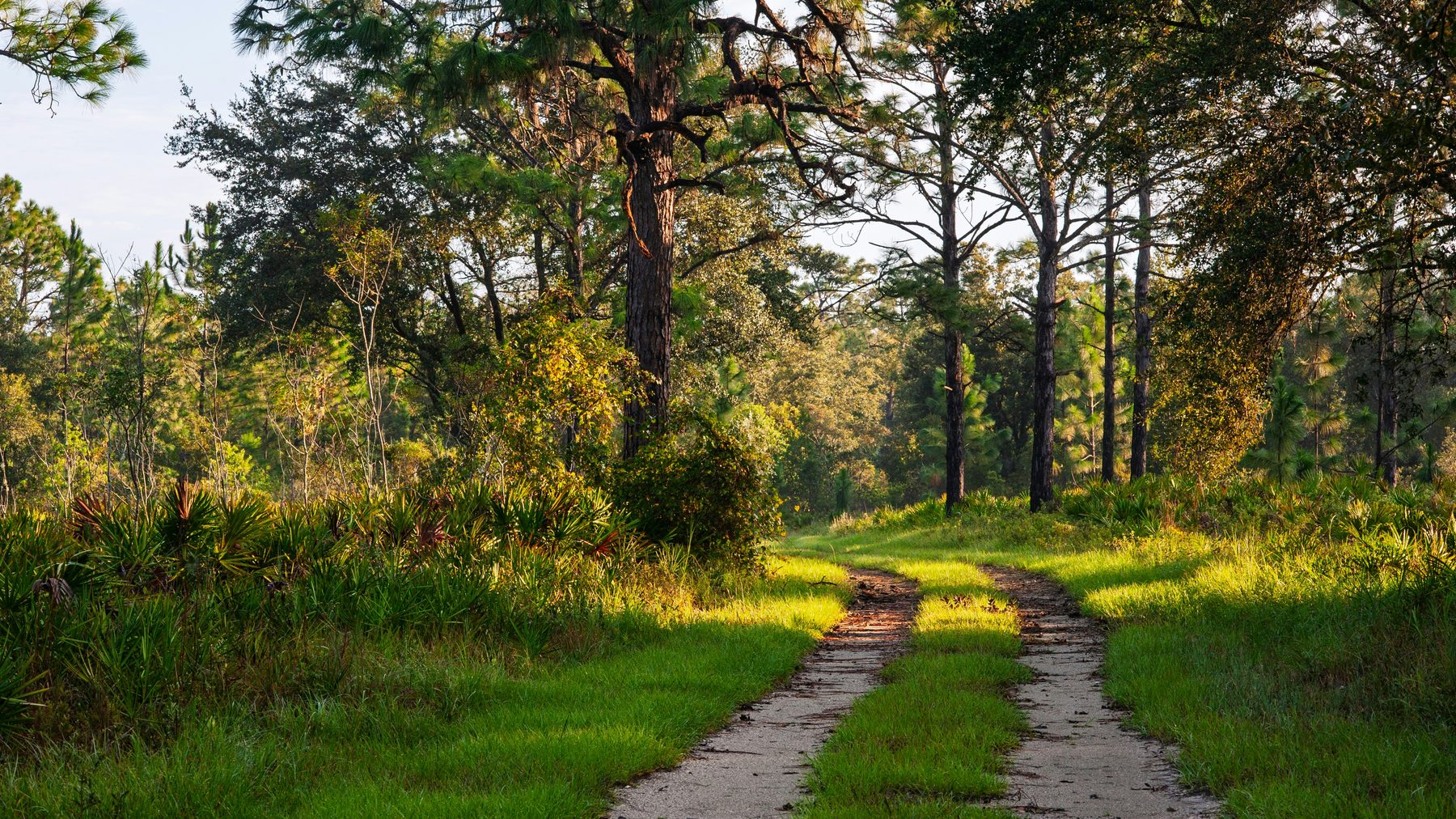 South Carolina lowcountry pine acreage with a two-track road, land Damen Capital finances