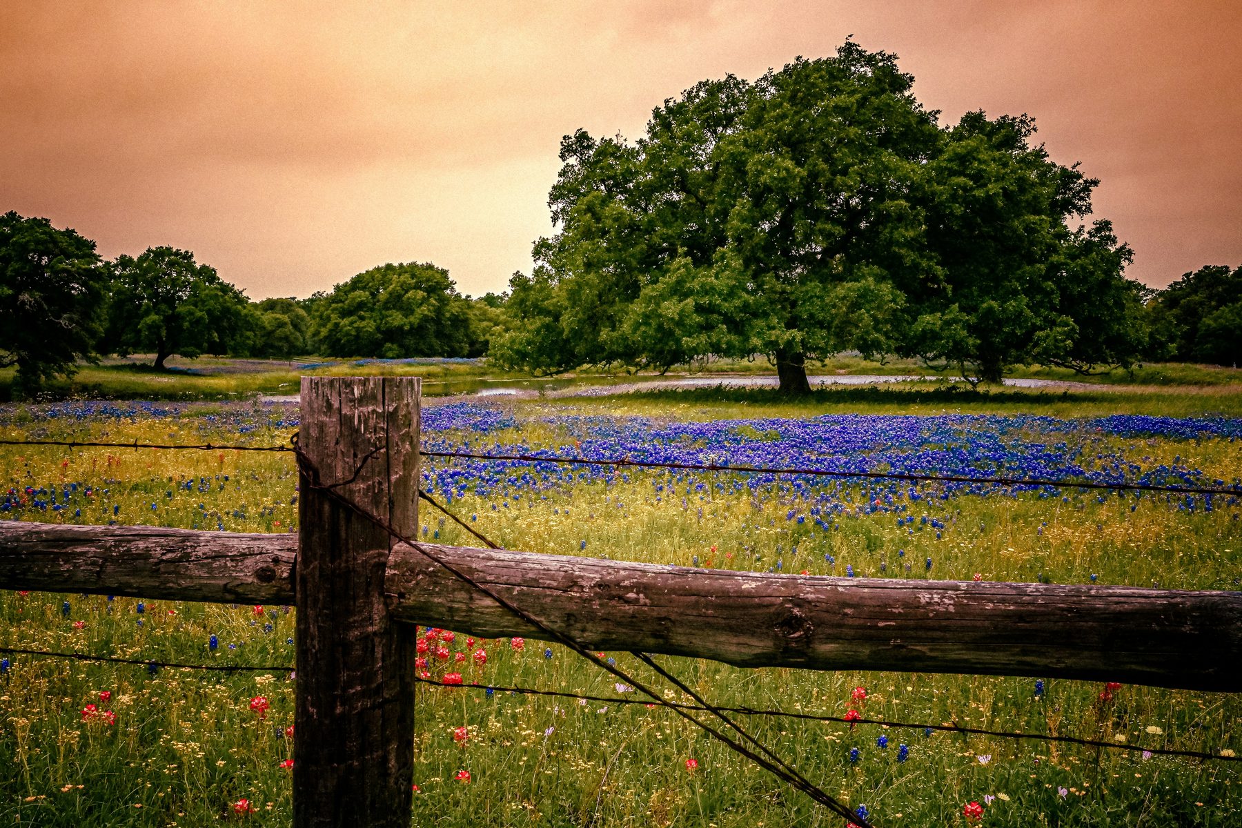 Texas hill country acreage with bluebonnets and live oaks, land financed by Damen Capital